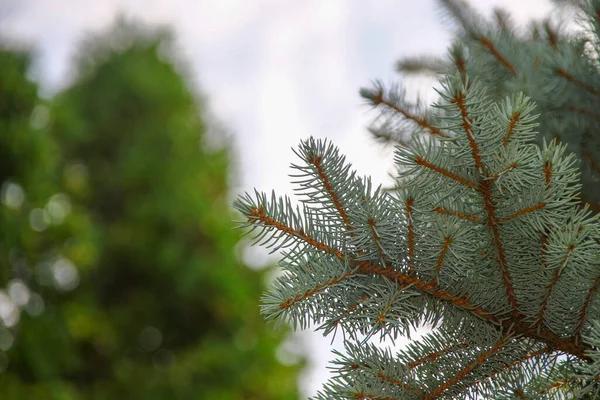How Tree Trimming Cedar Park Improves Landscape Aesthetics